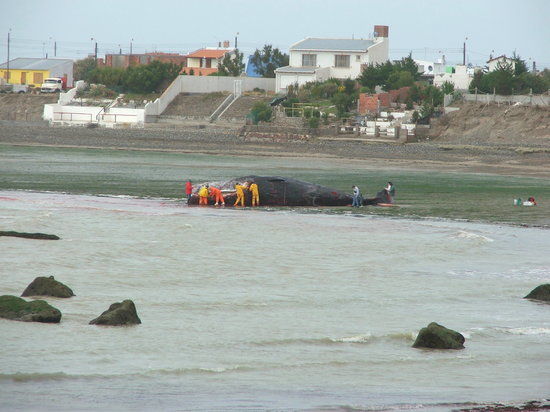 el Centro Nacional Patagonico CeNPat